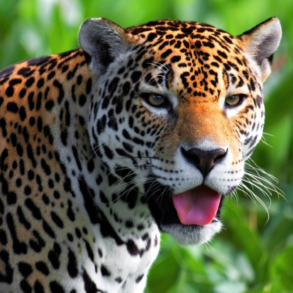 Jaguar Pfp