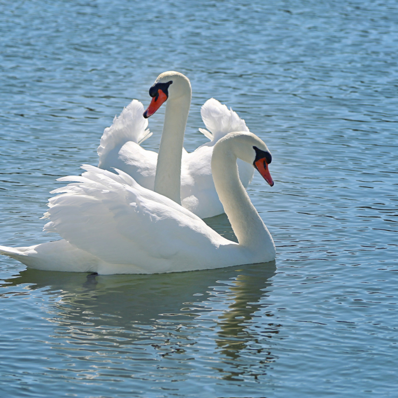 Mute swan Pfp