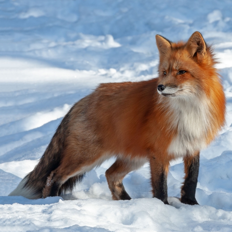 Download Animal Fox PFP