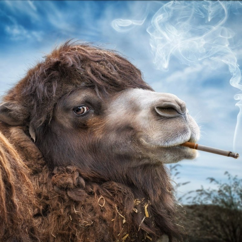 Download Funny Animal PFP