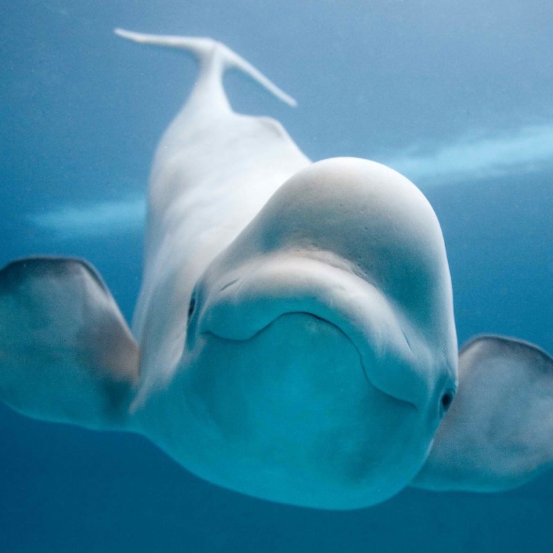 Beluga Whale - Desktop Wallpapers, Phone Wallpaper, PFP, Gifs, and More!