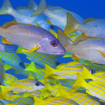 Animal fish PFP