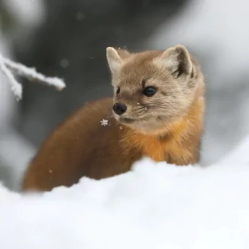 Animal marten PFP