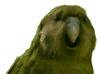 Animal parrot PFP