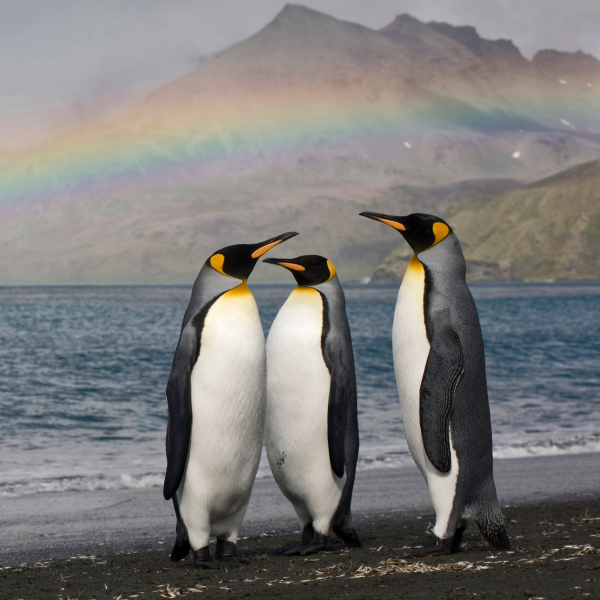 Three king penguins on the shore of St. Andrew's Bay, South Georgia Island by Paul Souders