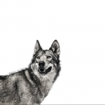 Download Animal Wolf PFP