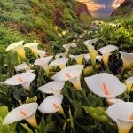 Download Nature Calla Lily PFP
