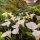 Calla Lily
