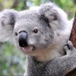 Animal koala PFP