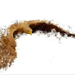 Animal eagle PFP