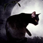 fantasy dark Dark Fantasy PFP