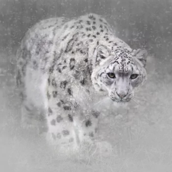 Animal snow leopard PFP