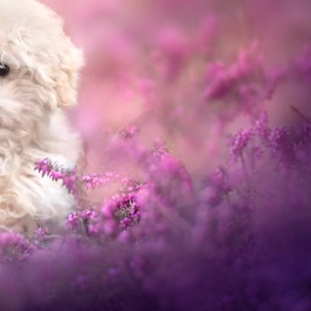 Animal dog PFP