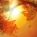 Download Nature Fall PFP