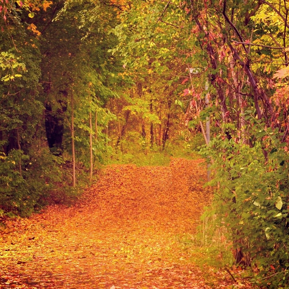 Download Nature Fall PFP