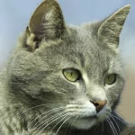 Animal cat PFP