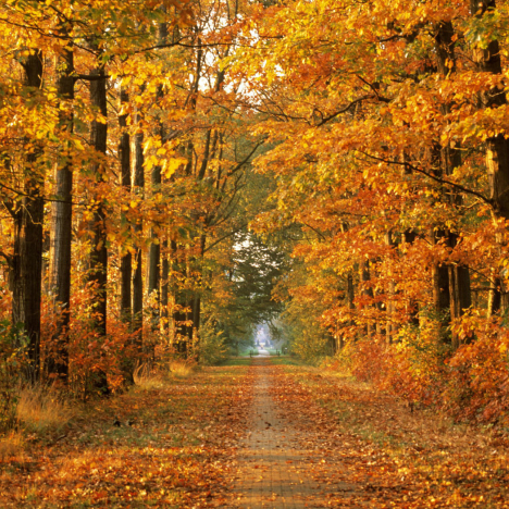 Lovely Autumn Path
