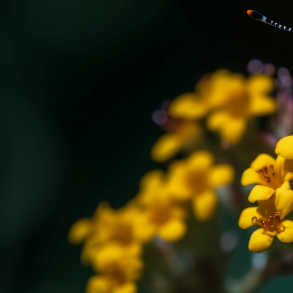 Download Animal Butterfly PFP