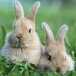Download Animal Rabbit PFP