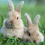  Rabbits