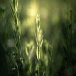 nature grass PFP