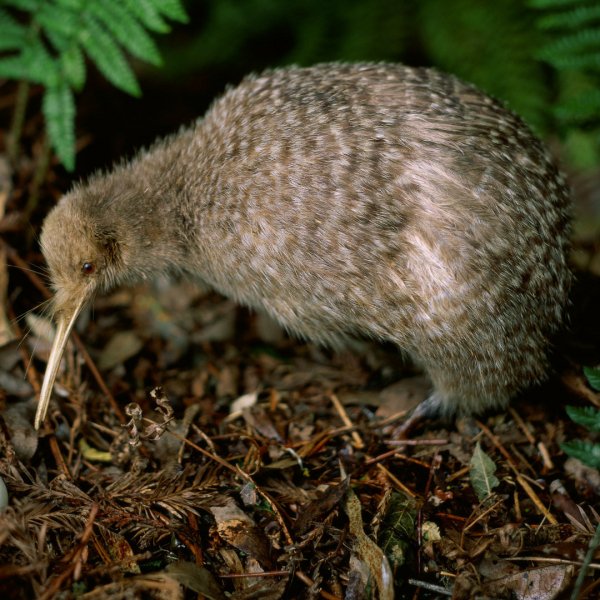 Kiwi PFP