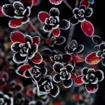nature flower PFP