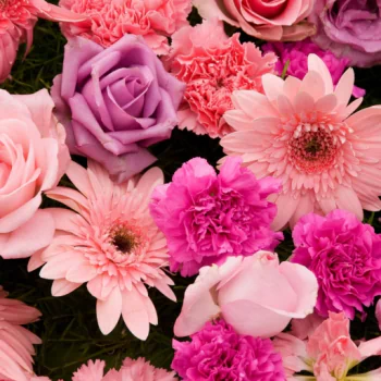  Gerberas and Roses