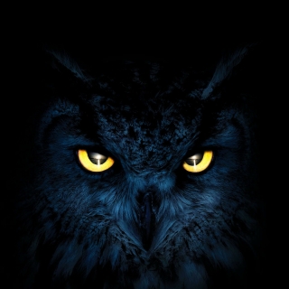 Download Animal Owl PFP