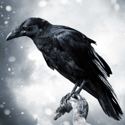 Raven in Snowstorm