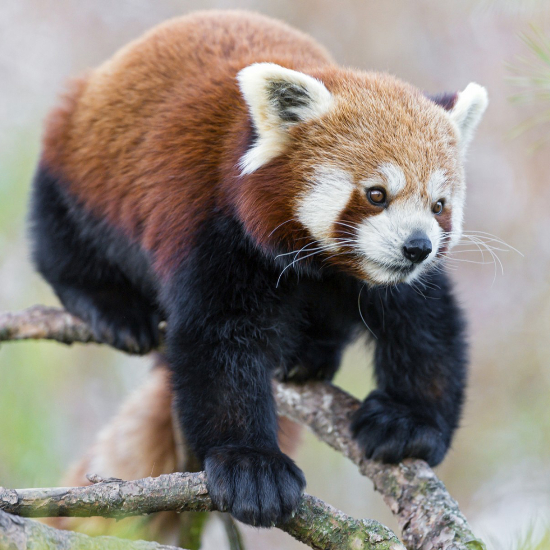 Red Panda Pfp