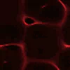 Red abstract pattern avatar for profile picture.