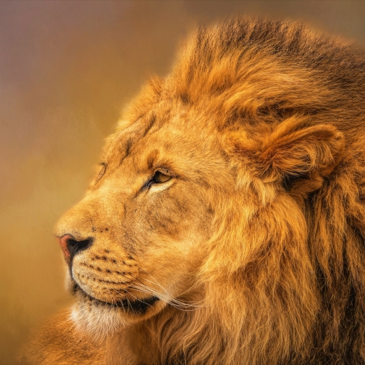 Beautiful Profile of Male Lion