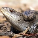 Download Animal Skink PFP