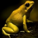 Download Animal Poison Dart Frog PFP