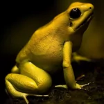Animal Poison dart frog PFP