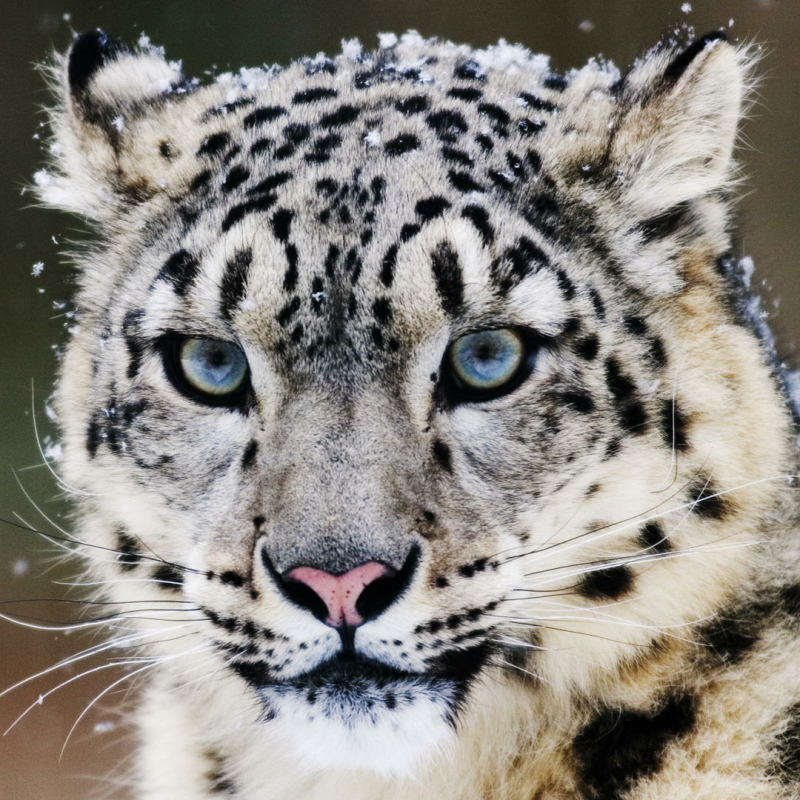 Snow Leopard Pfp