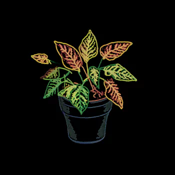 Colorful houseplant in a black pot avatar.