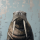 walrus