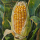 corn stalk