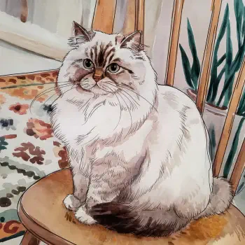 A charming illustration of a Ragdoll cat, sitting gracefully on a wooden chair, surrounded by a colorful rug and greenery—a delightful forum avatar or profile photo.