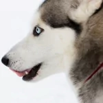 Animal husky PFP