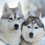 Friends For Life 