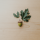 acorn