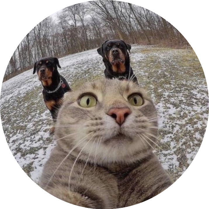 A humorous forum avatar showing a close-up cat's face in the foreground with two attentive dogs and a snowy forest background.