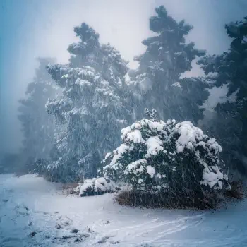 Blizzard snow winter tree landscape PFP