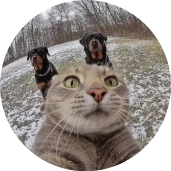 A humorous forum avatar showing a close-up cat's face in the foreground with two attentive dogs and a snowy forest background.