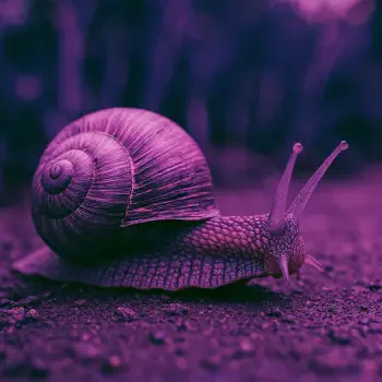 Close-up image of a snail with its shell and antennae visible, used as a forum avatar or profile photo with a purple color overlay.