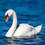 Animal mute swan PFP