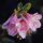 pink flower
